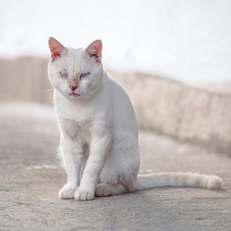 White Persian Cat Blue Colour Eyes for sale near me