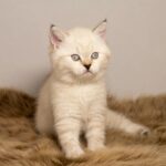 White Persian Cat Blue Colour Eyes for sale near me