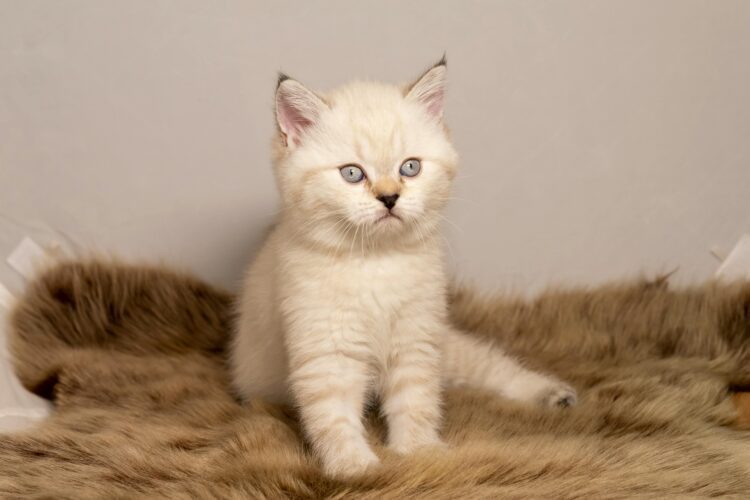 White Persian Cat Blue Colour Eyes for sale near me