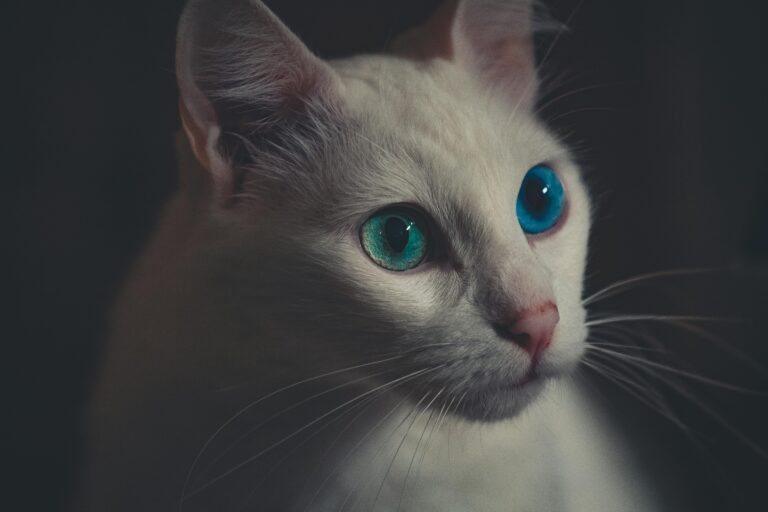 White Persian Cat with Blue Colour Eyes for sale- vaccinated