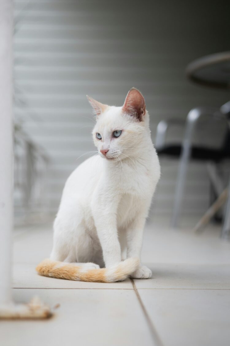 Buy White Persian Cat with Blue Colour Eyes in Delhi, India