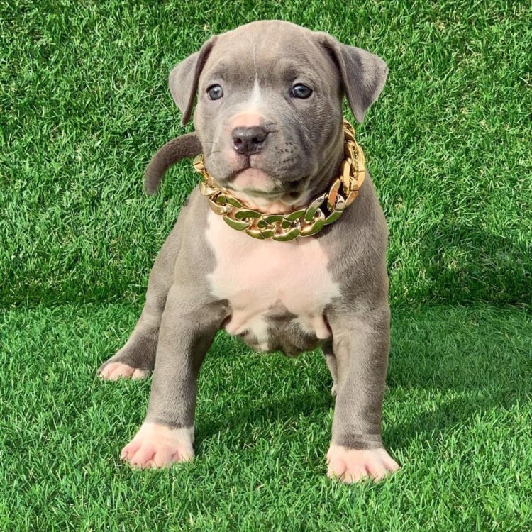 Pitbull Xl Puppies For Sale