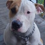 Pitbull XL puppies for sale