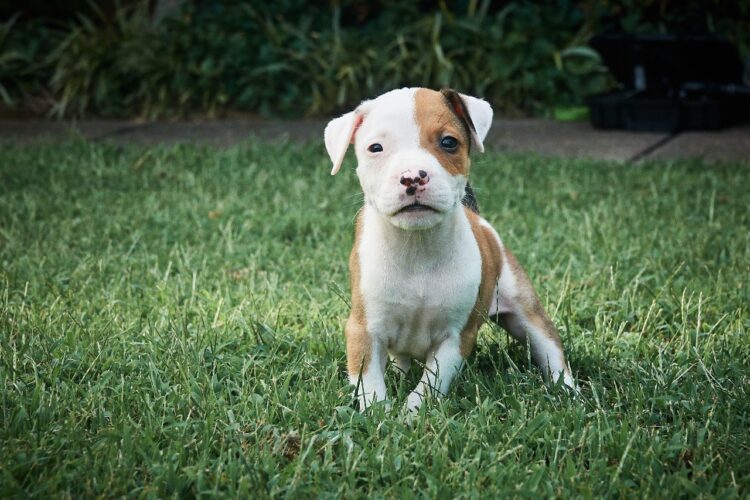 Pitbull Xl Puppies For Sale