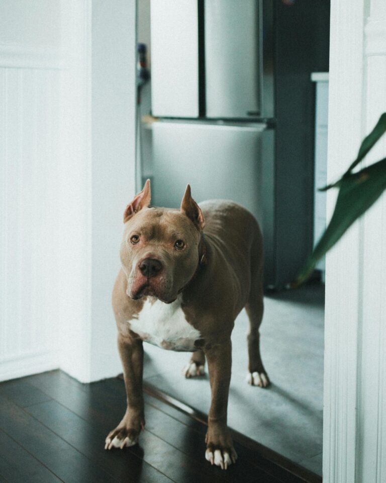 Buy Pitbull XXL Puppies In Delhi, India