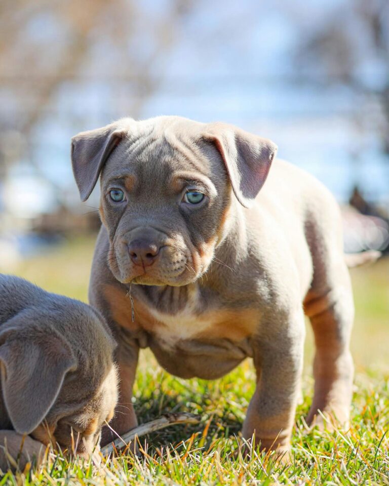 Pitbull XXL Puppies for sale- registered and vaccinated