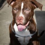 Pitbull XXL puppies for sale in India – vaccinated and playful