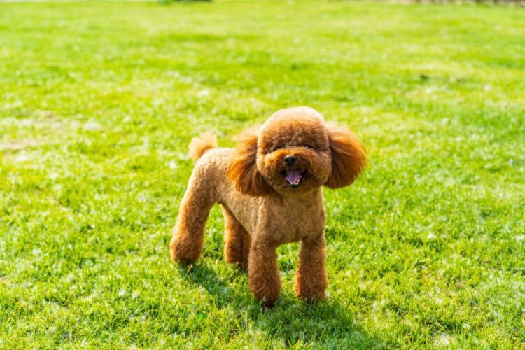 Poodle Puppies For Sale