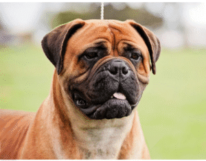 Bull Mastiff- Red Puppies For Sale