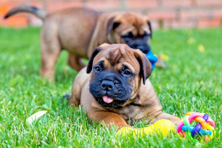 Bull Mastiff- Red Puppies in india