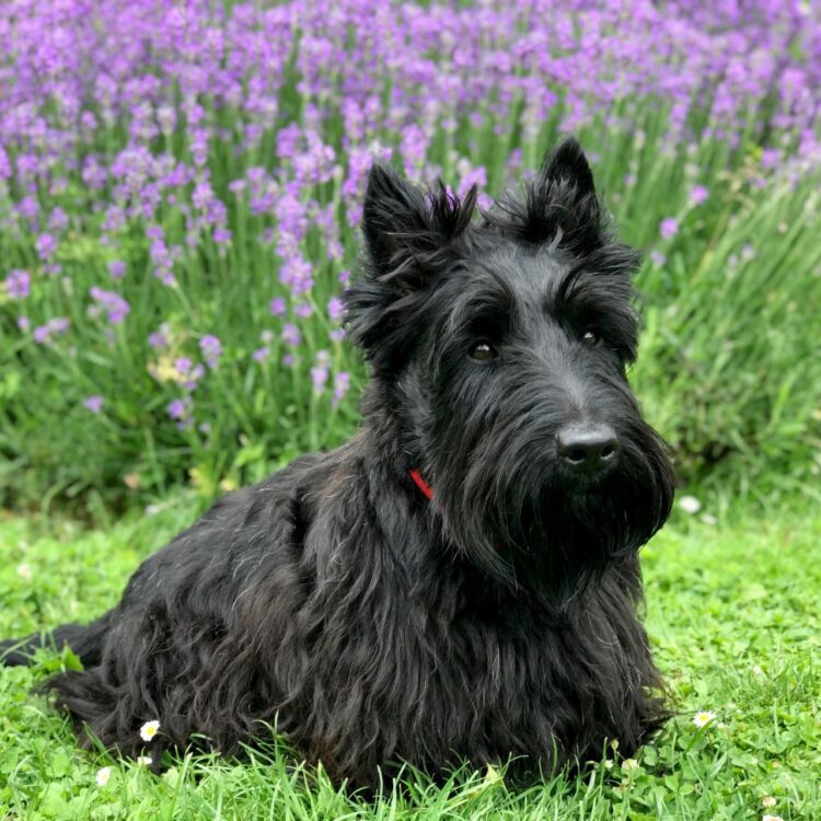 Scottish Terrier in india