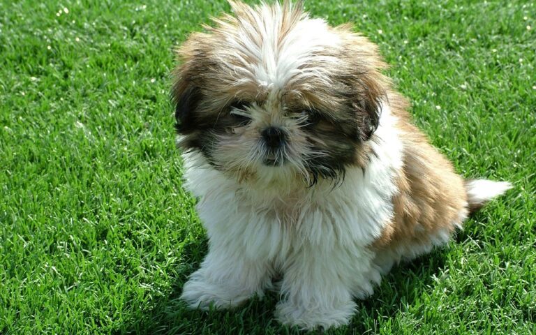 Shih Tzu l Colour Puppies for sale- vaccinated