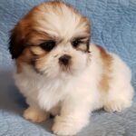 Shih Tzu Tri Colour Puppies for sale in India