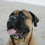 Bullmastiff Puppies For Sale