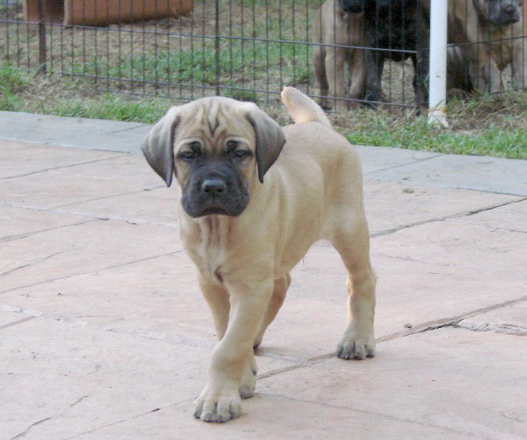 Buy Cane Corso Fawn Colour Puppies in Delhi, India