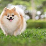 Pomeranian Puppies for Sale in Delhi, India