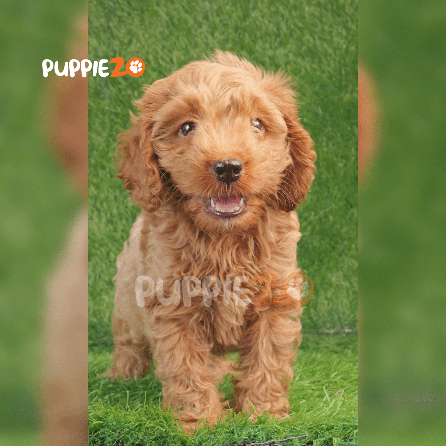 Cavapoo Puppies For Sale in India At Best Prices | Puppiezo