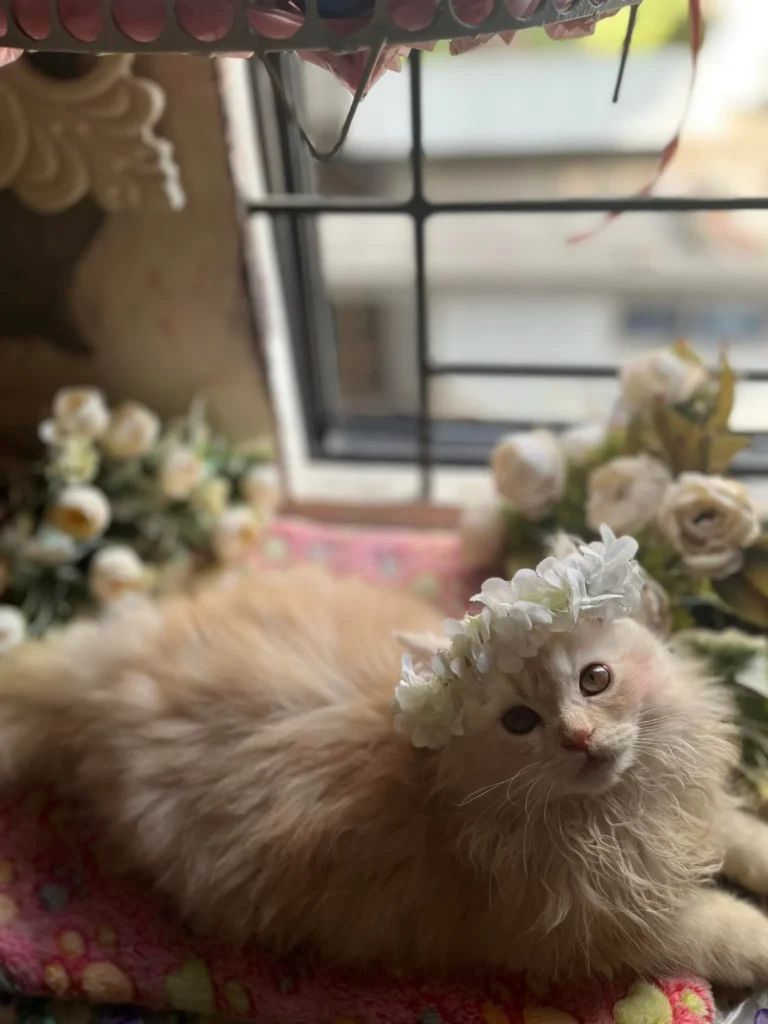 Buy adorable Doll Face Persian kittens near me in Delhi, India