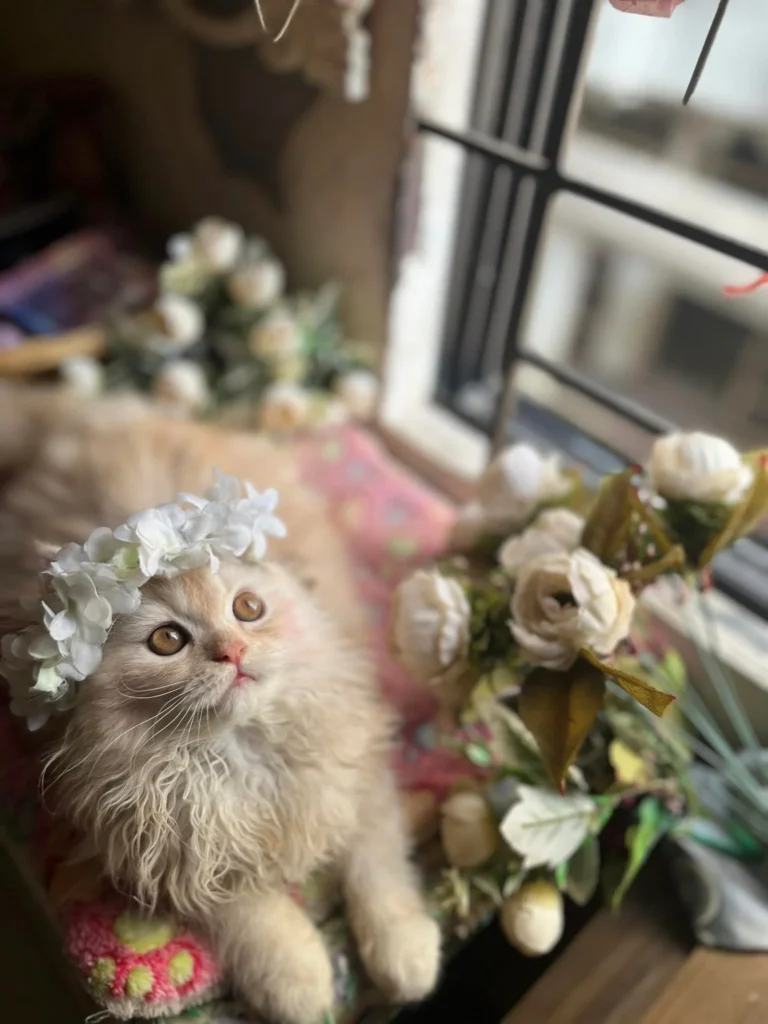 Cute Doll Face Persian Cat/ kittens for sale near me- registered