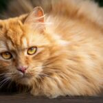 Doll Face Persian Cat for sale in Delhi, India