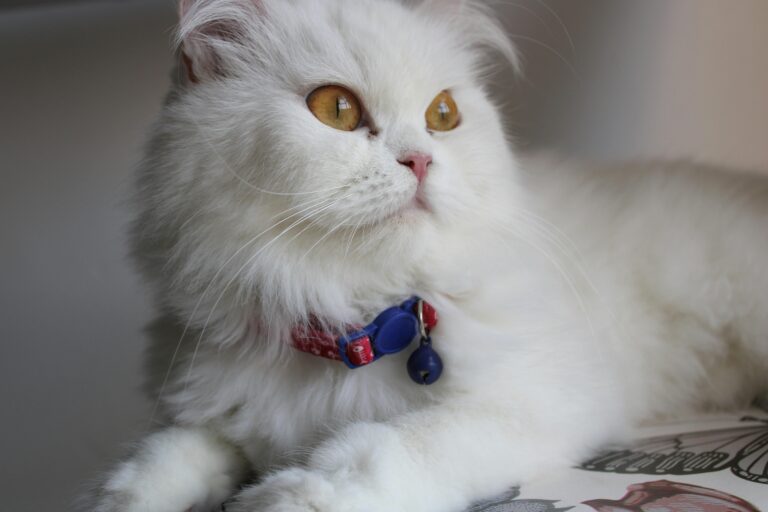 Buy Cute Doll Face Persian Cat In Delhi, India