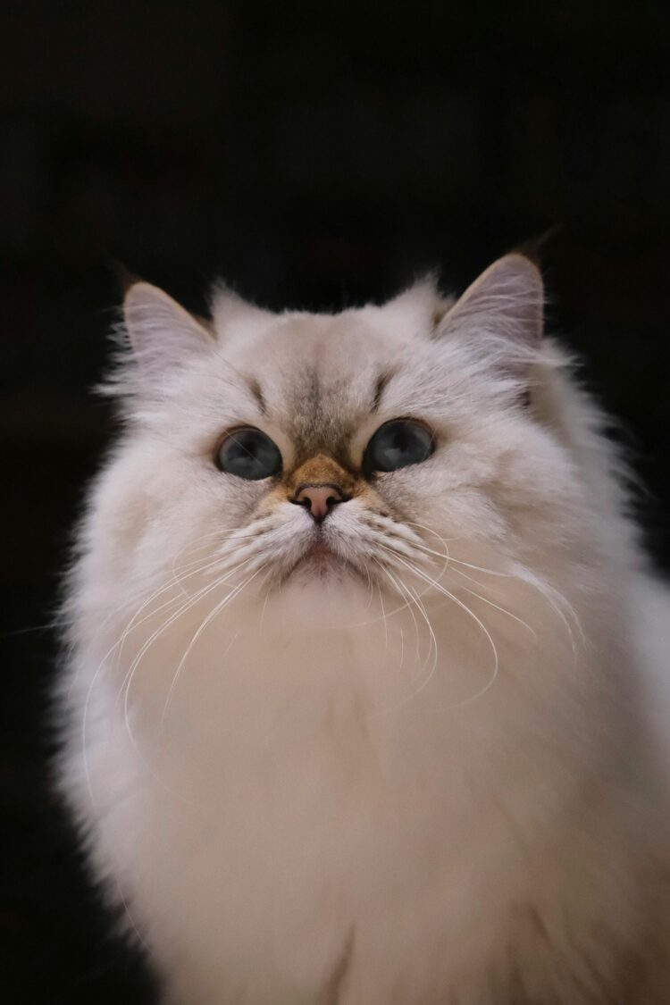Persian Cat Normal Eyes Kitten
