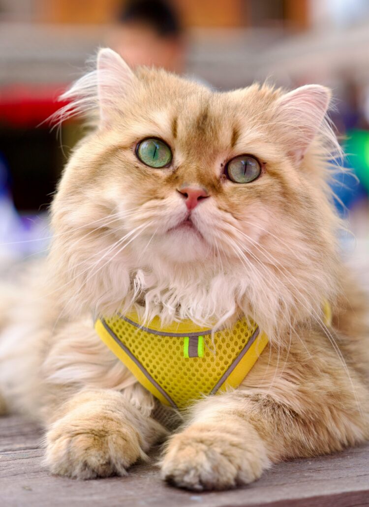 Persian Cat Normal Eyes Kitten