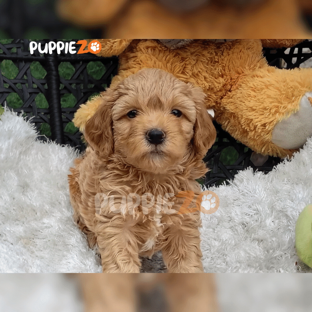 Buy Cockapoo Puppies for Sale in Delhi NCR, India At Best Prices