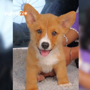 Cute corgi