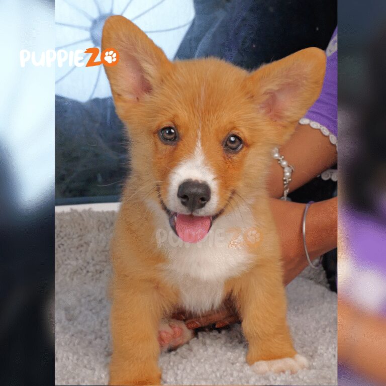 Cute corgi