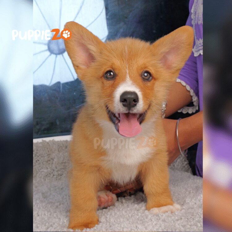 cute corgi