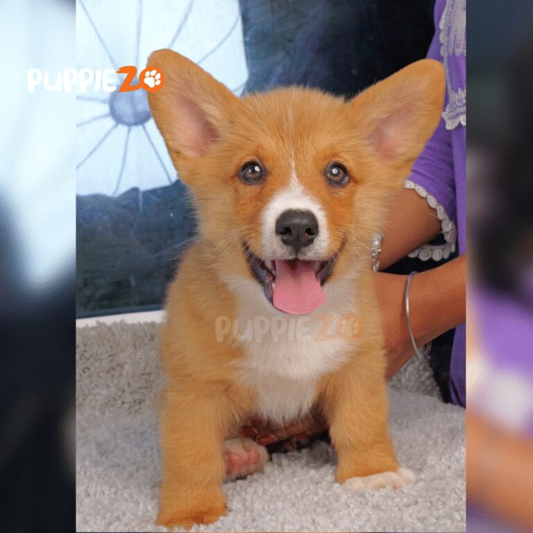 cute corgi