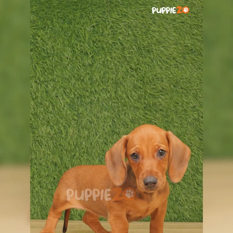 Hugo