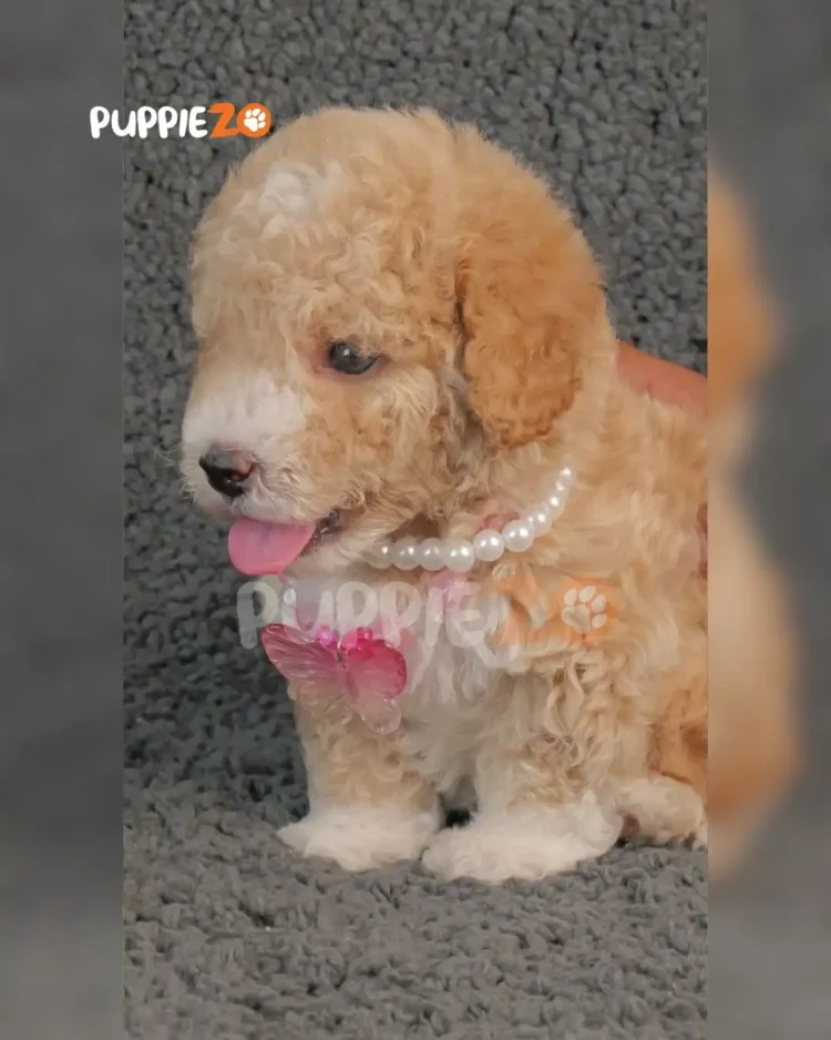Caramel