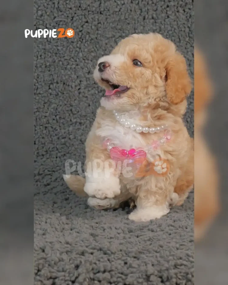 Caramel