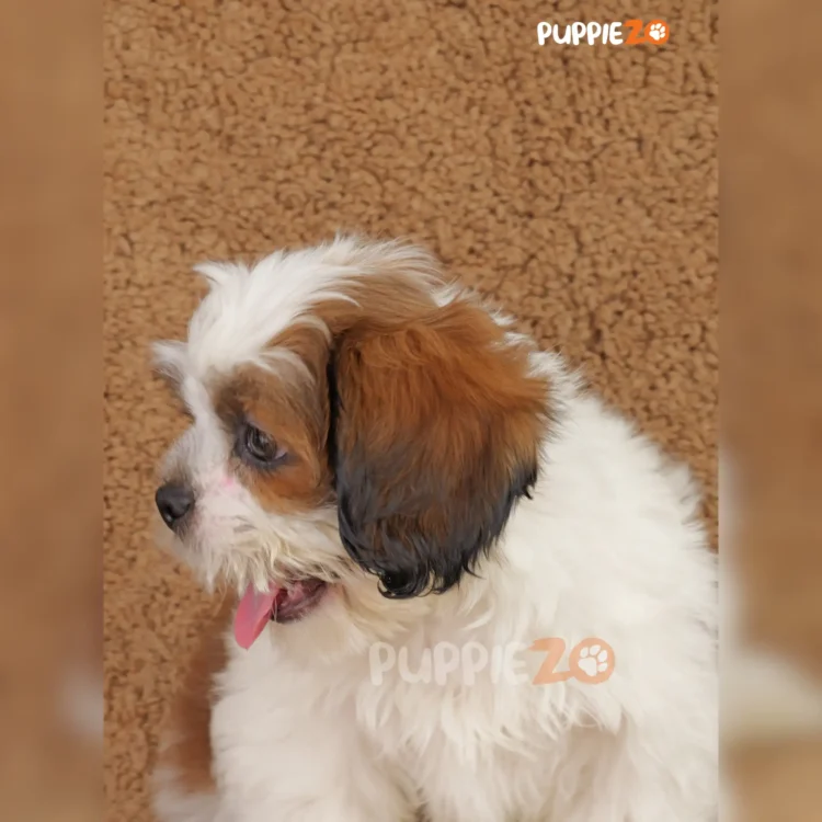 Zozu