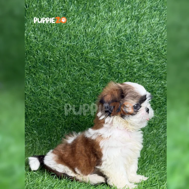 Pogi