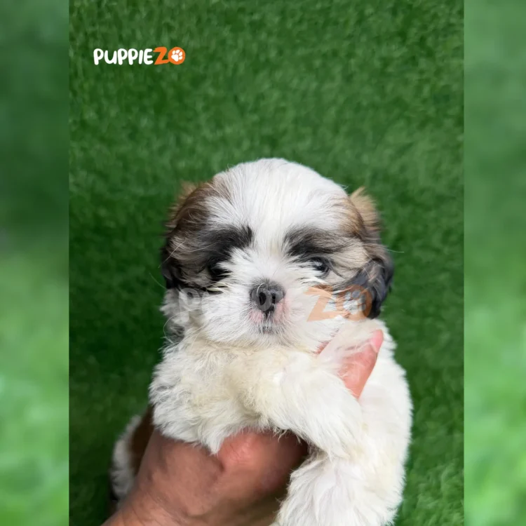 Pogi