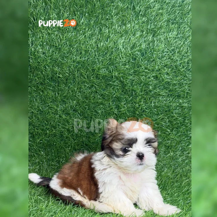 Pogi