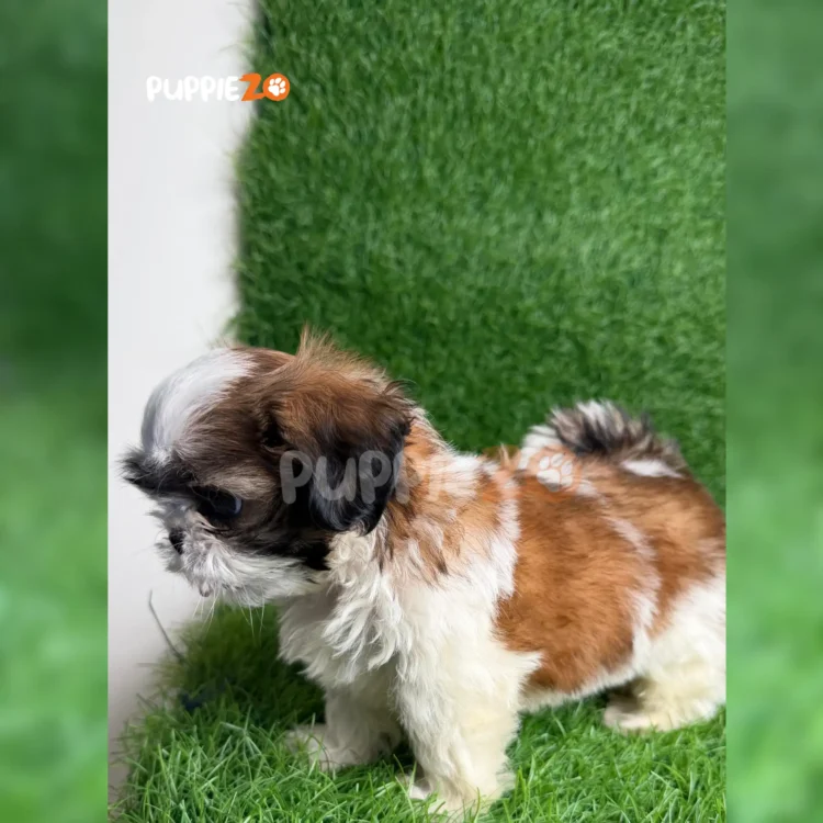 Pogi
