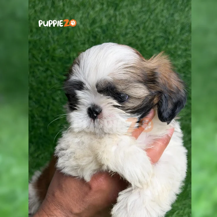 Pogi