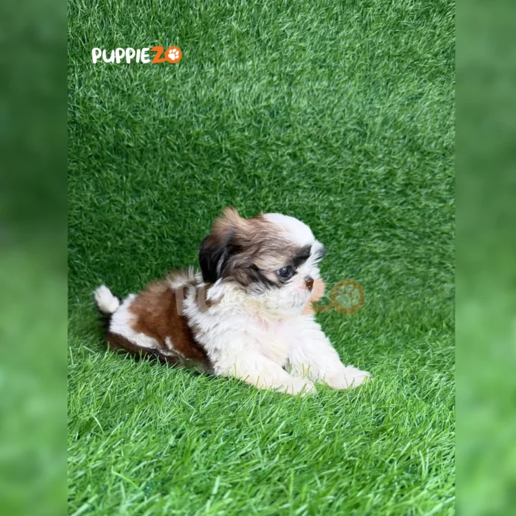 Pogi