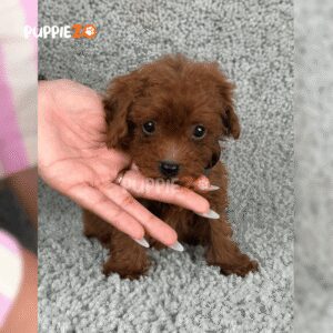 cute-maltipoo-puppy