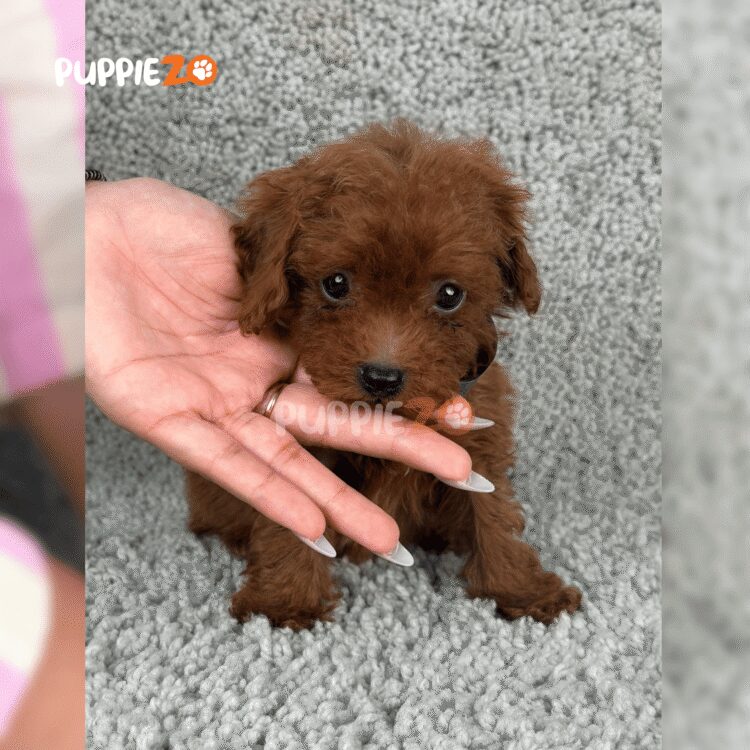 cute-maltipoo-puppy