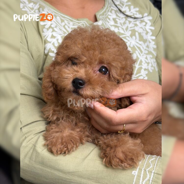 poodle-puppies-for-sale