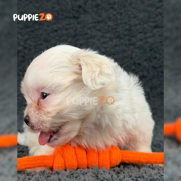 maltese-puppies-for-sale