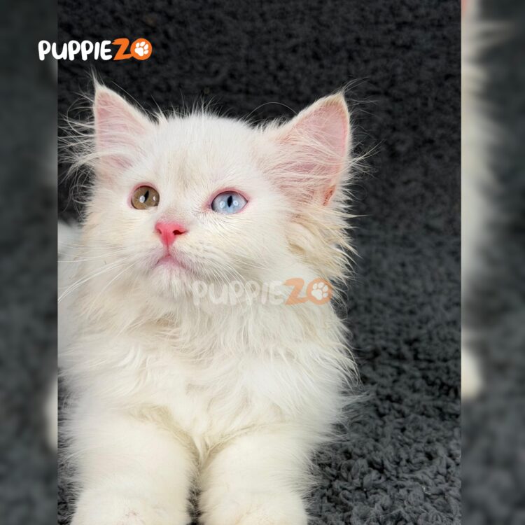 persian-cat-for-sale