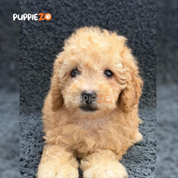 cavapoo-puppies-for-sale
