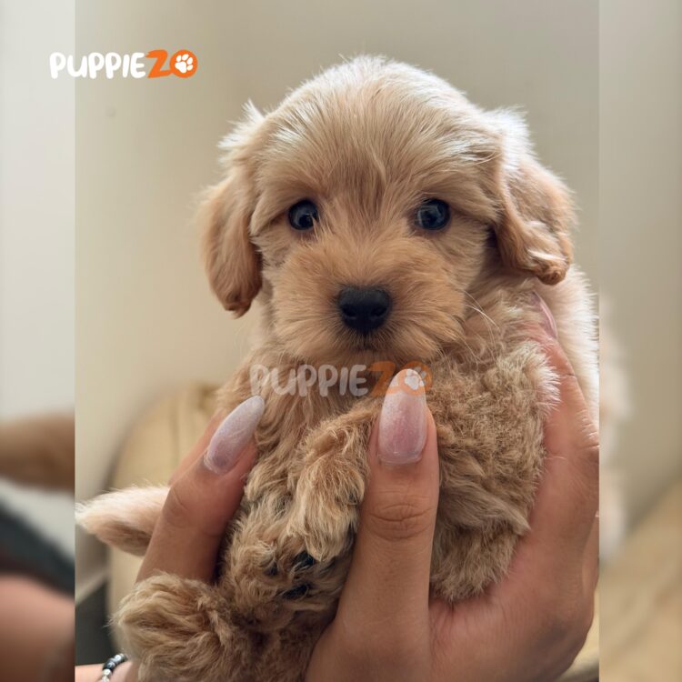 maltipoo-puppies-for-sale