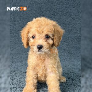 maltipoo-puppies-for-sale